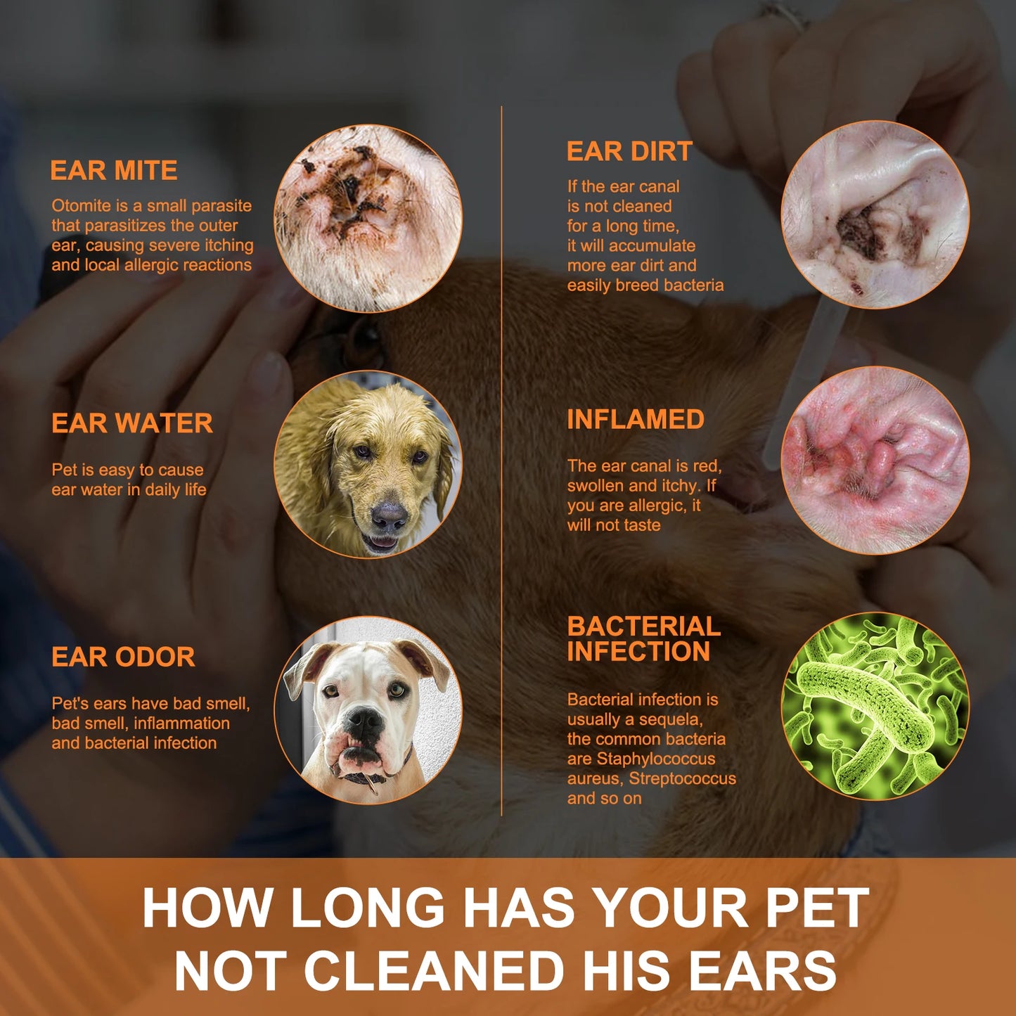 Pet Ear Cleaner with Cotton Swabs