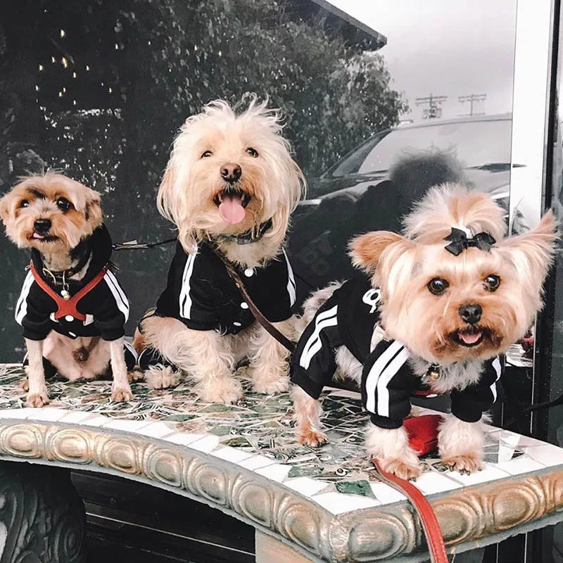 Tracksuit for Spring Autumn Dog Clothes, Sport Sweatshirt Jumpsuit