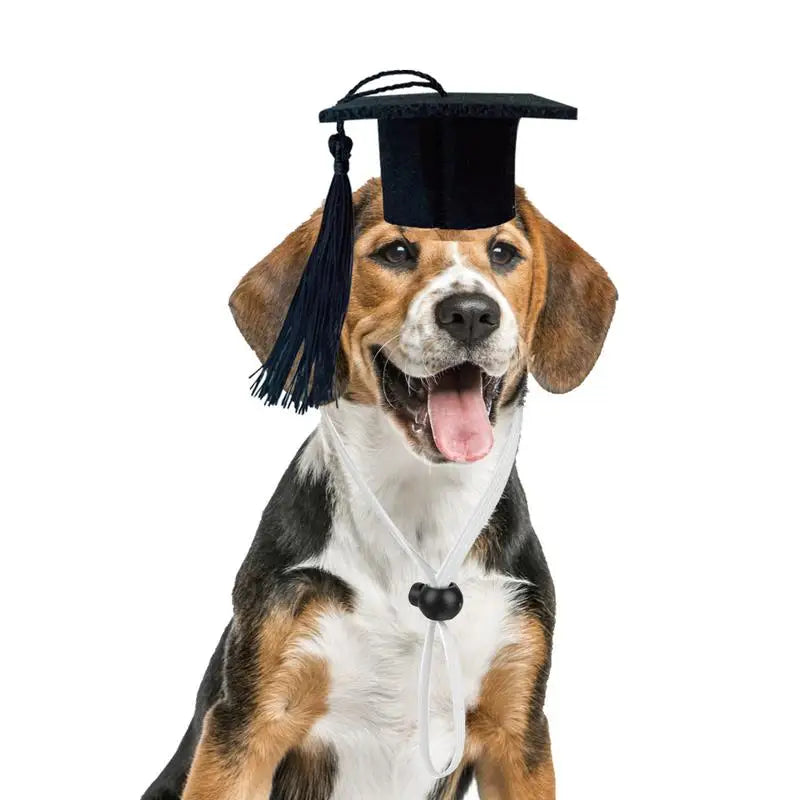 Pet Mini Graduation Caps