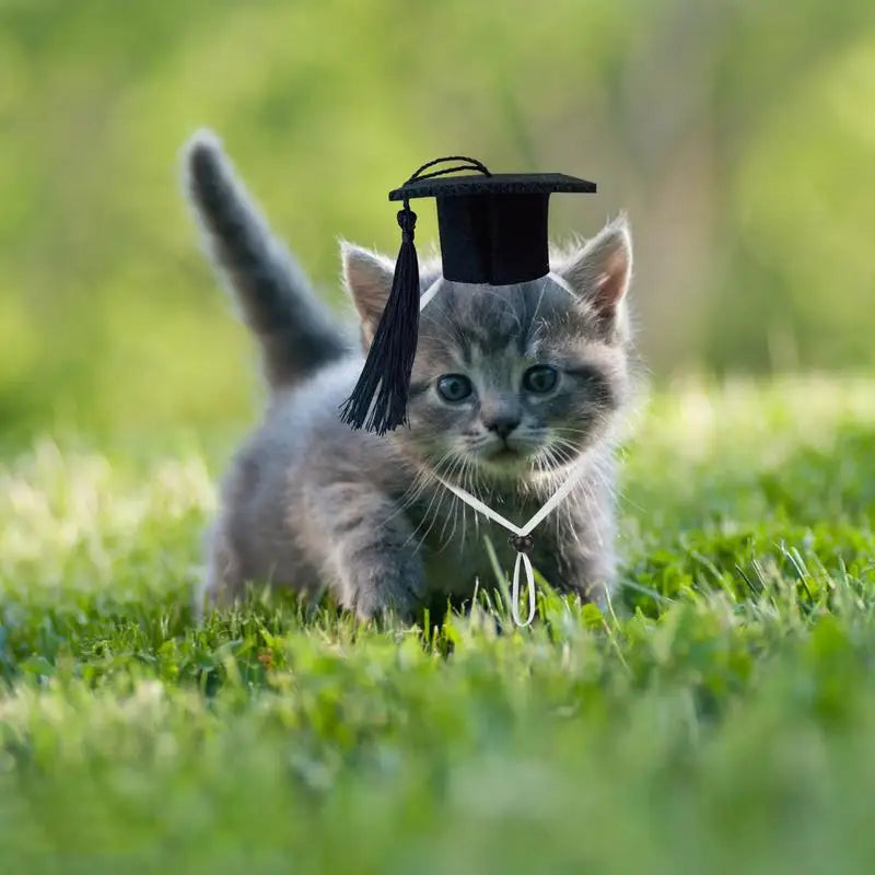 Pet Mini Graduation Caps