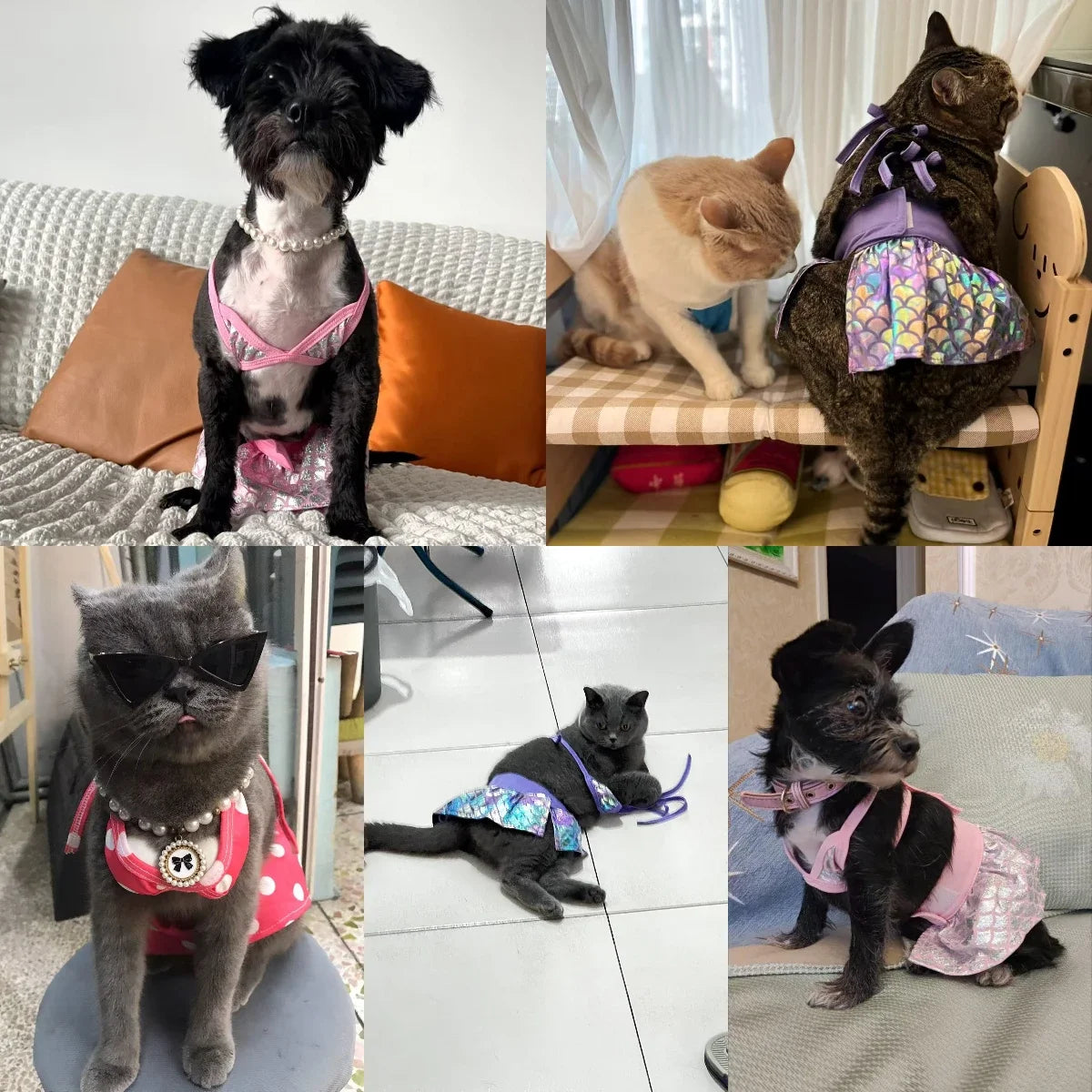 Cute Dog Cat Summer Bikini Swim Suits
