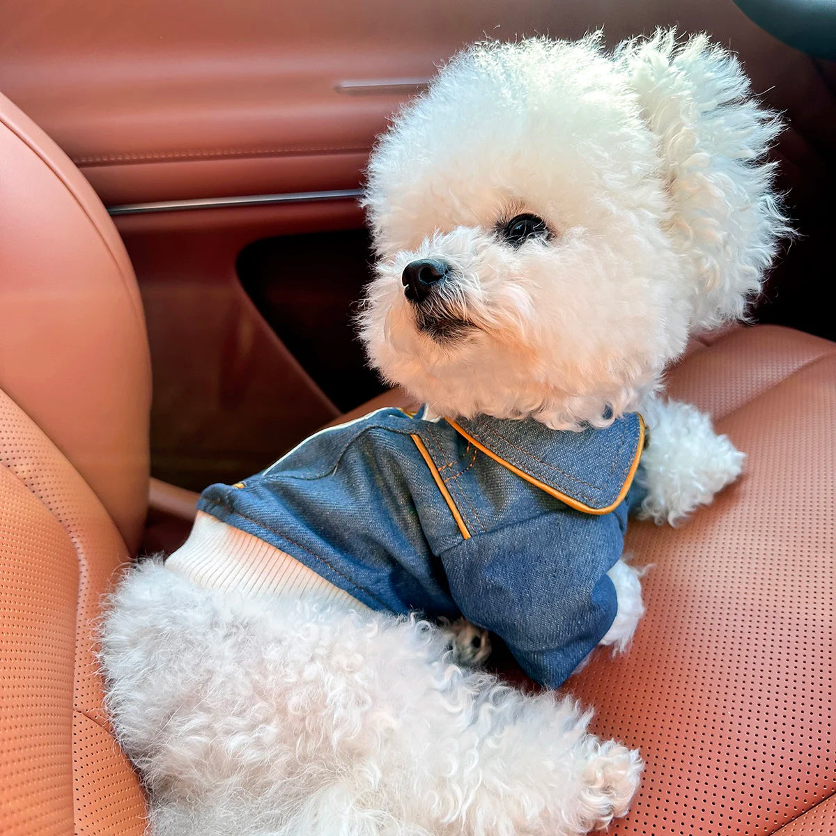 Rock Embroidery Blue Jacket Pet Clothes, Spring Handsome