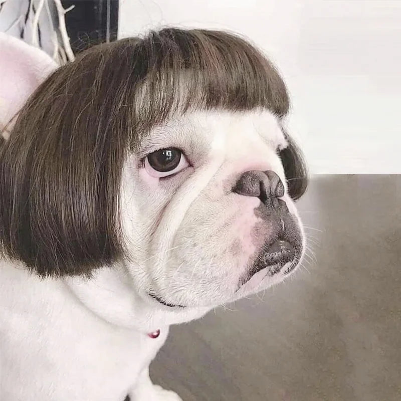 Pet Wigs  Halloween, Curly Hair &  Straight Hair