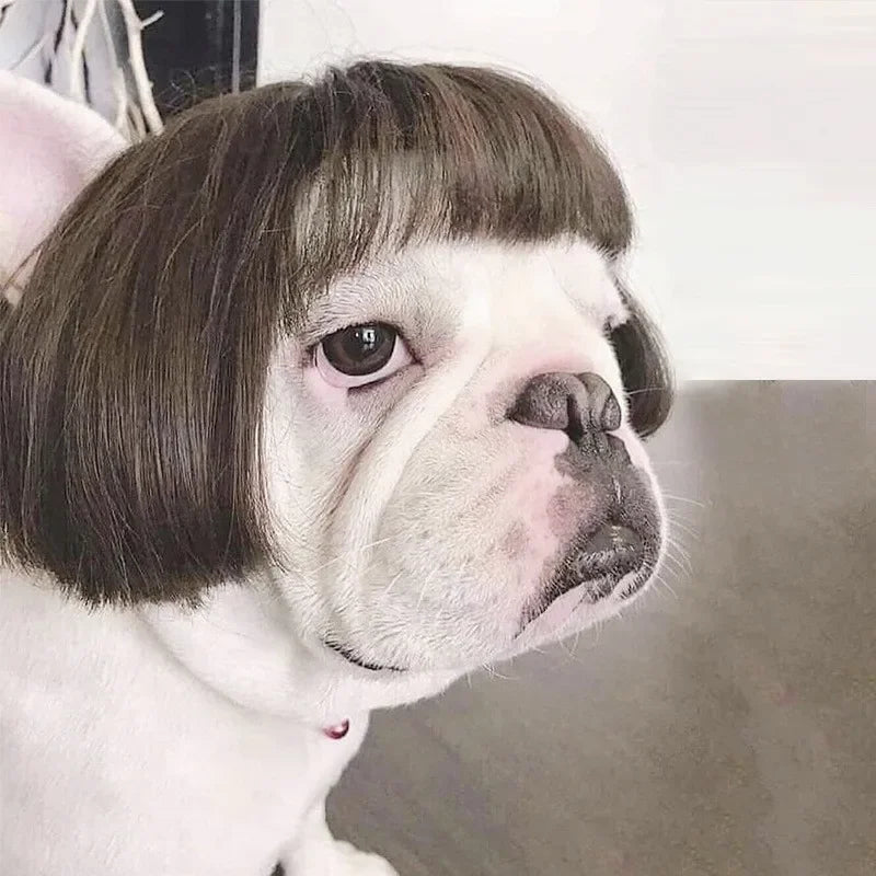 Pet Wigs  Halloween, Curly Hair &  Straight Hair